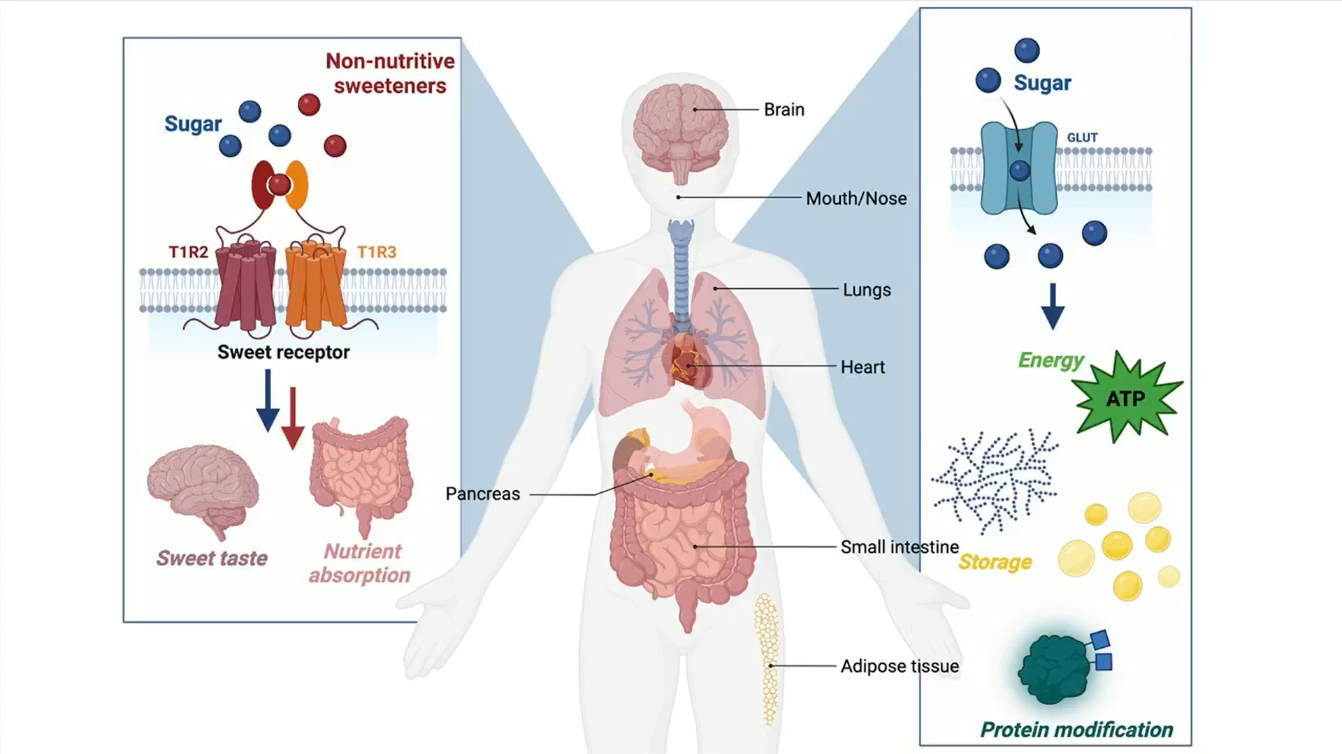 Artificial sweeteners as they are metabolized by the body (displayed illustration)