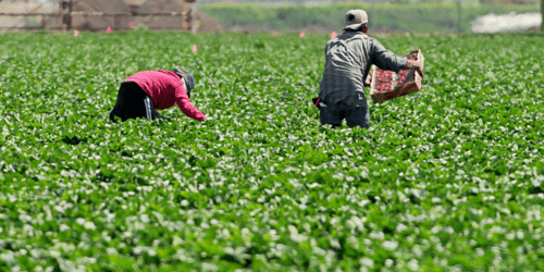 protecting-wisconsins-migrant-seasonal-agriculture-workers-from-covid-19