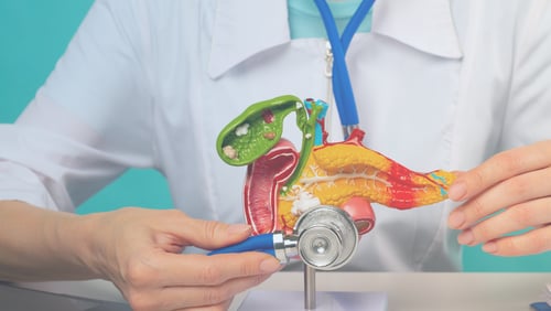 A healthcare provider points to features of a model pancreas.