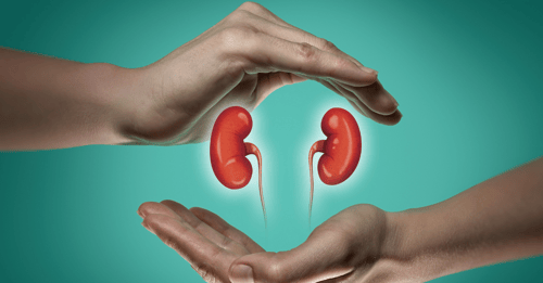 Two hands frame illustrated kidney organs. Learn how Wisconsin Health Research Grants awarded by Advancing a Healthier Wisconsin Endowment are advancing kidney heatlh.
